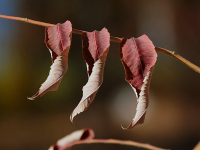 Curso de reparación de suspensión para motocicletas clásicas