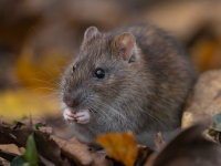 Curso de Fotografía Digital Básico