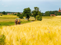 Coaching Empresarial: Estrategias para el Éxito Profesional