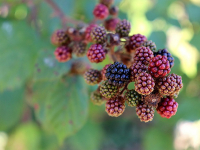 Cocina Mediterránea: Sabores del Sur de Europa