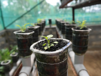 Hidroponía en Espacios Reducidos