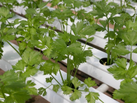 Hidroponía para Emprendedores