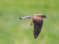 Simulación Computacional en Aerodinámica