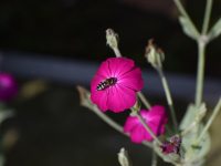 Aromaterapia en el cuidado de la piel