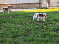 Mujeres en la Genealogía: Desafiando la Historia Oculta
