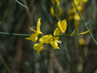 Aromaterapia para aliviar dolores y molestias