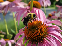 Fitoterapia para el sistema digestivo