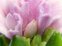 Fitoterapia para el estrés y la ansiedad