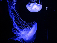 Introducción a la Oceanografía