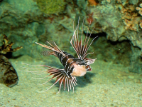 Oceanografía Química