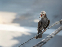 Diseño Urbano y Arquitectura