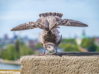 Urbanismo Sostenible