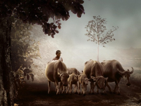 Producción Bovina: Fundamentos y Prácticas