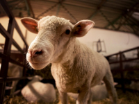 Porcicultura: Manejo Integral del Cerdo