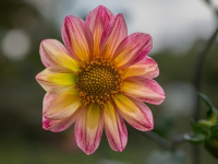 Introducción a la Horticultura