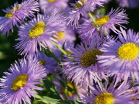 Huerto Urbano: Cultiva en Casa