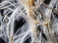 Jardinería Orgánica