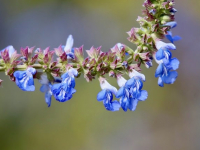 Diseño de Jardines y Espacios Verdes