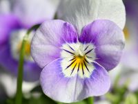 Cultivo de Plantas Aromáticas