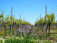 Introducción a la Viticultura