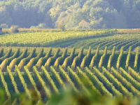 Diseño de Viñedos Sostenibles