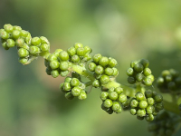 Enología y Maridaje de Vinos