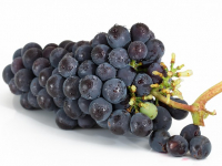 Gestión de Bodegas y Viñedos