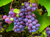 Innovación Tecnológica en Viticultura