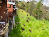 Apicultura Sostenible