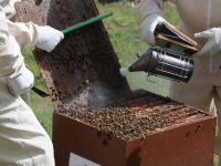 Apiterapia: Beneficios de los Productos de las Abejas