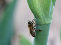 Diseño de Jardín para la Polinización