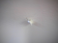 Manejo Integrado de Plagas en Fruticultura