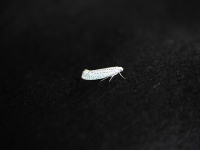 Fruticultura Orgánica