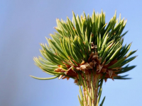 Introducción a la Silvicultura