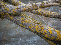 Manejo Forestal Sostenible