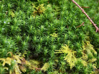 Incendios Forestales: Prevención y Control