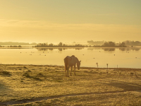 Guía de aves para ecoturismo
