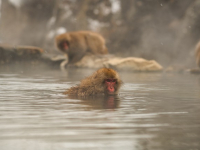Caminatas interpretativas en la naturaleza