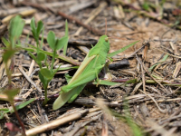 Microbiología Clínica