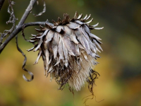 Introducción a la Botánica