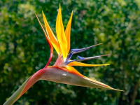 Botánica Aplicada a la Agricultura