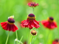 Botánica y Biodiversidad