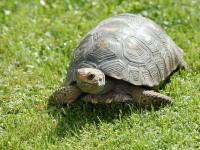 Introducción a la Zoología