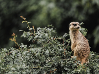 Zoología de Aves Exóticas