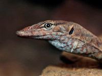 Entomología Tropical