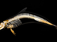 Zoología de Mamíferos Silvestres