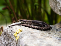 Reproducción en anfibios