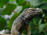 Evolución de los reptiles