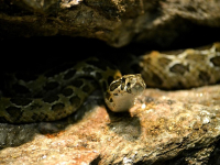 Biología de serpientes venenosas