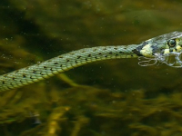 Herpetología en la conservación
